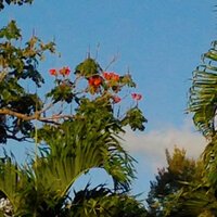 Courtney Lovell feat. Loumuzak - The Sound