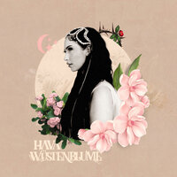 Hava - Wustenblume