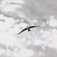 Вертеп - Птах